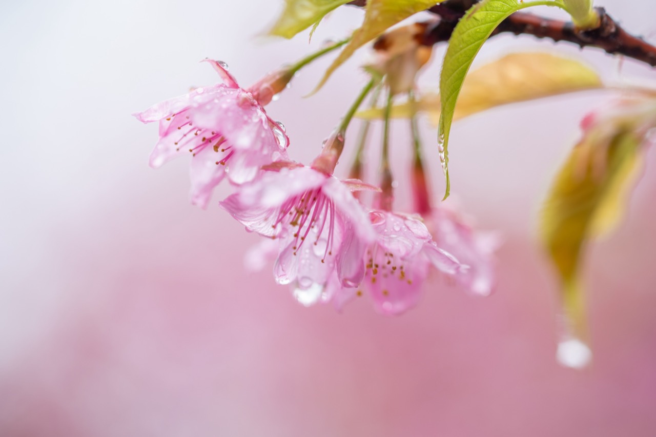 花冷え